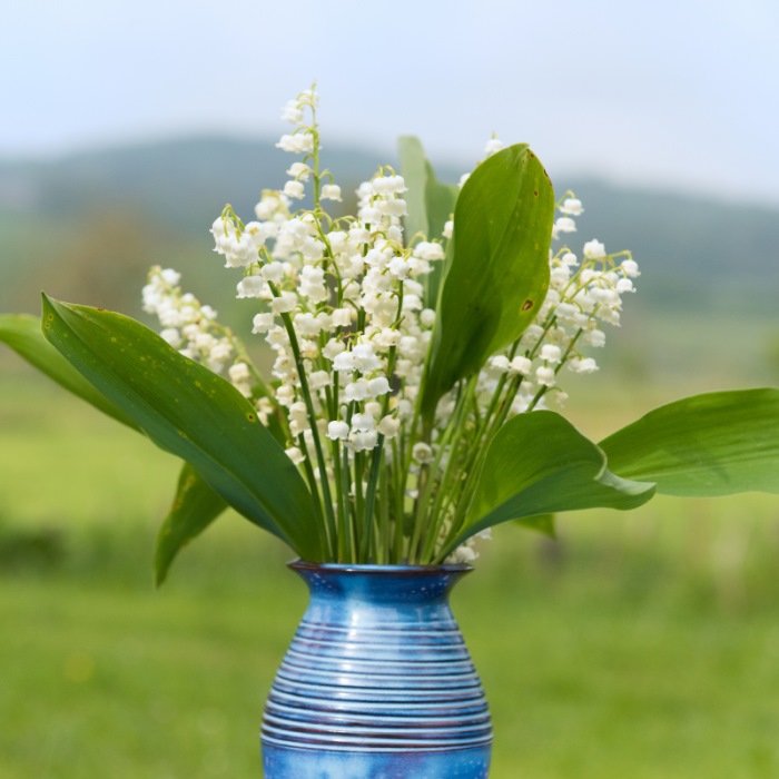 Bình hoa linh lan trang trí nhà cửa