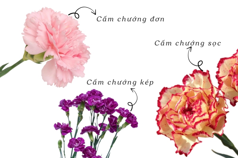 Ba loại hoa cẩm chướng tại Việt Nam