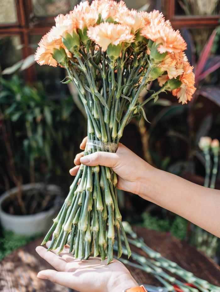 hướng dẫn cắm hoa cẩm chướng 