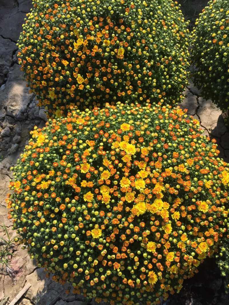 Cách chọn mua chậu cúc mâm xôi đẹp