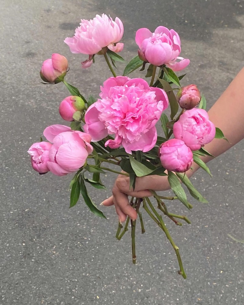 cách nhận biết cành mẫu đơn đẹp