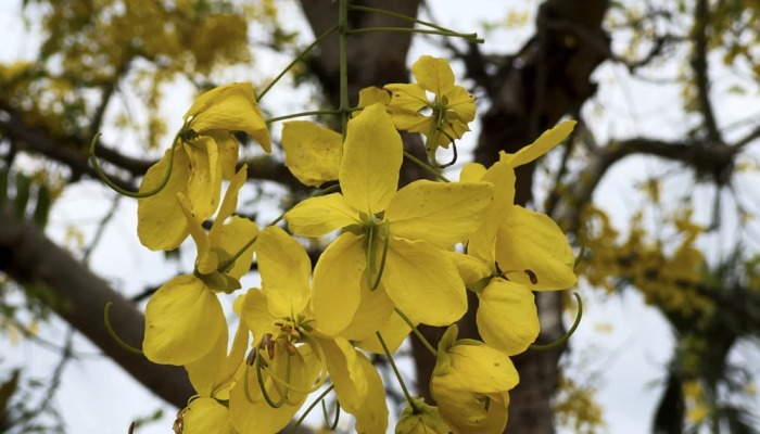 cây muồng hoàng yến chịu hạn tốt, có thể trồng lấy bóng mát