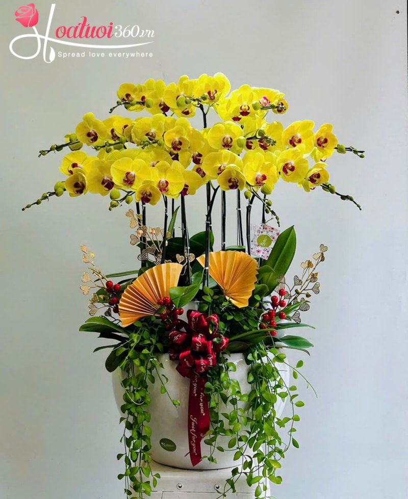 Chậu lan vàng khai trương Kiêu Sa Tỏa Sáng