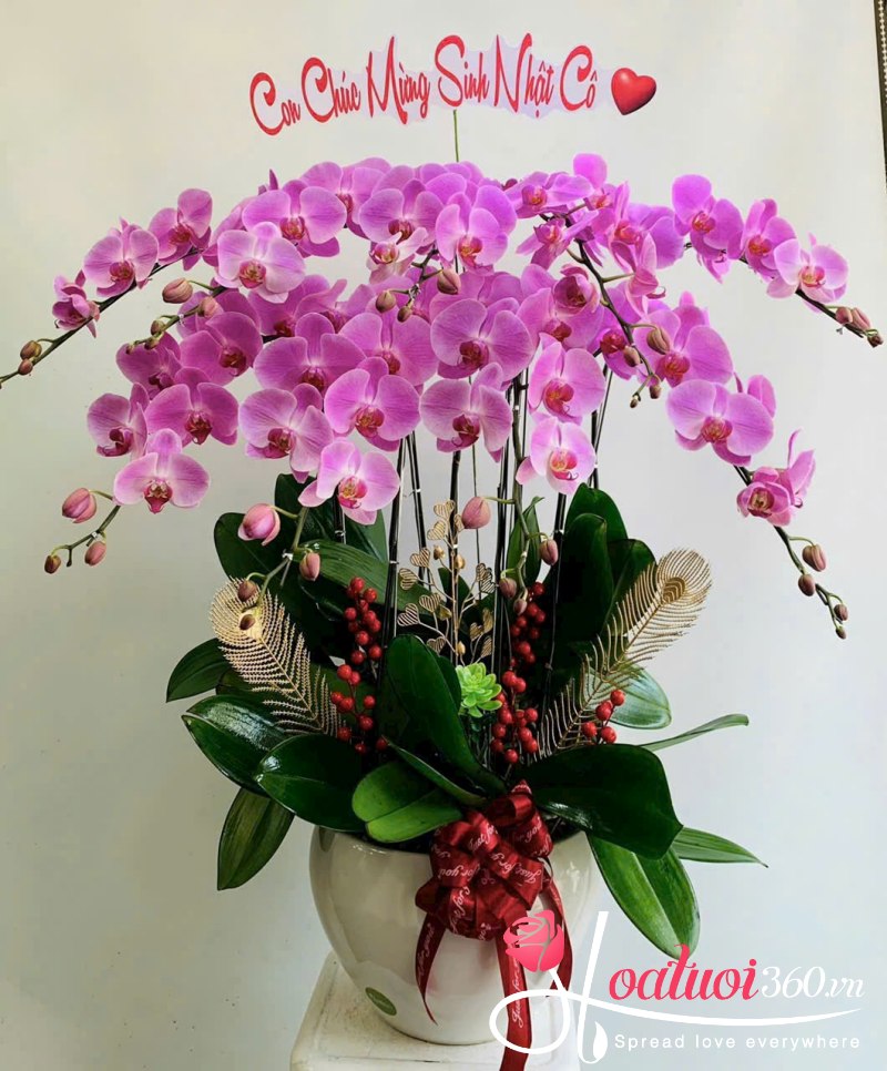 Chậu lan hồ điệp tím chúc mừng