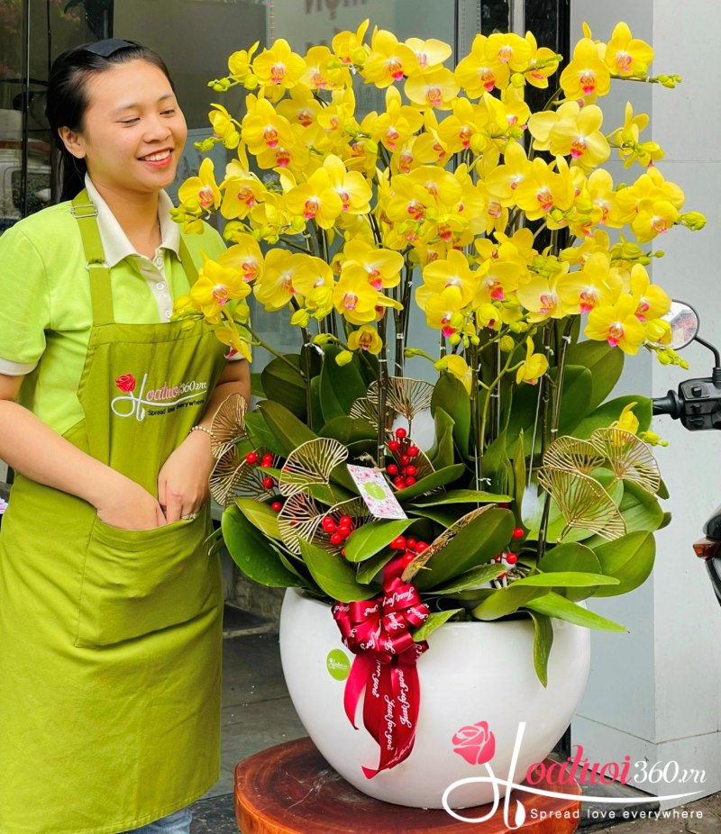 Chậu lan hồ điệp vàng chúc mừng