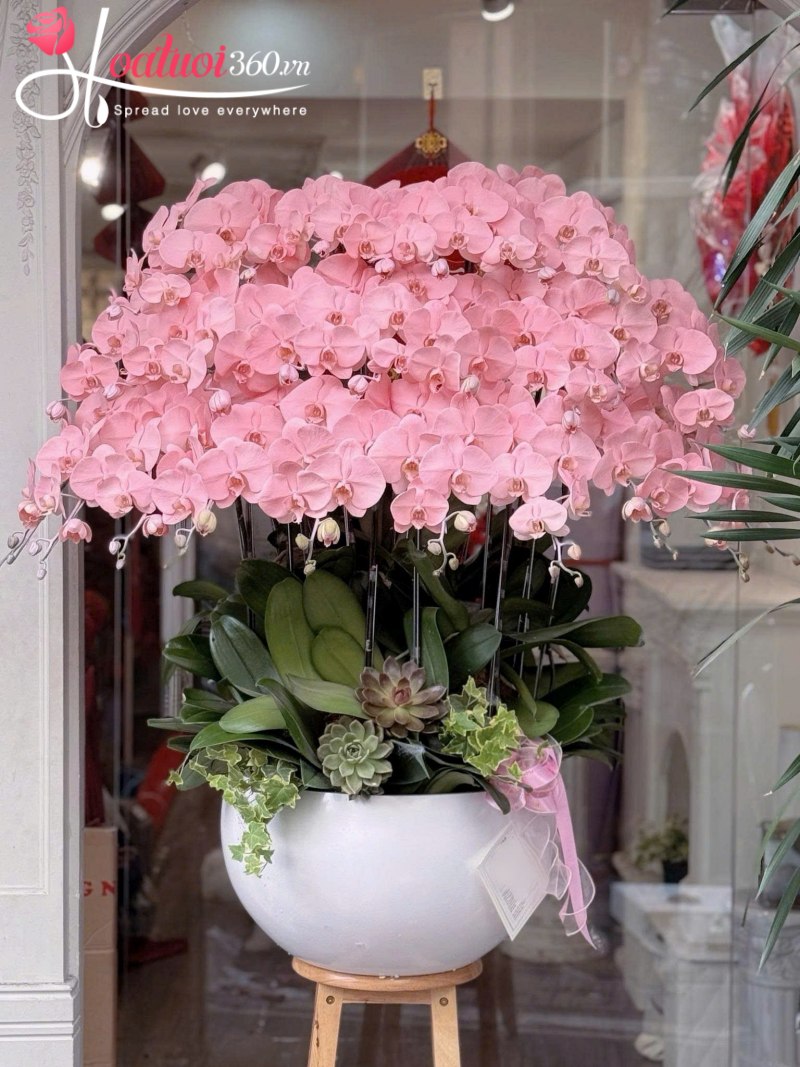 Chậu lan hồ điệp hồng trắng chúc mừng