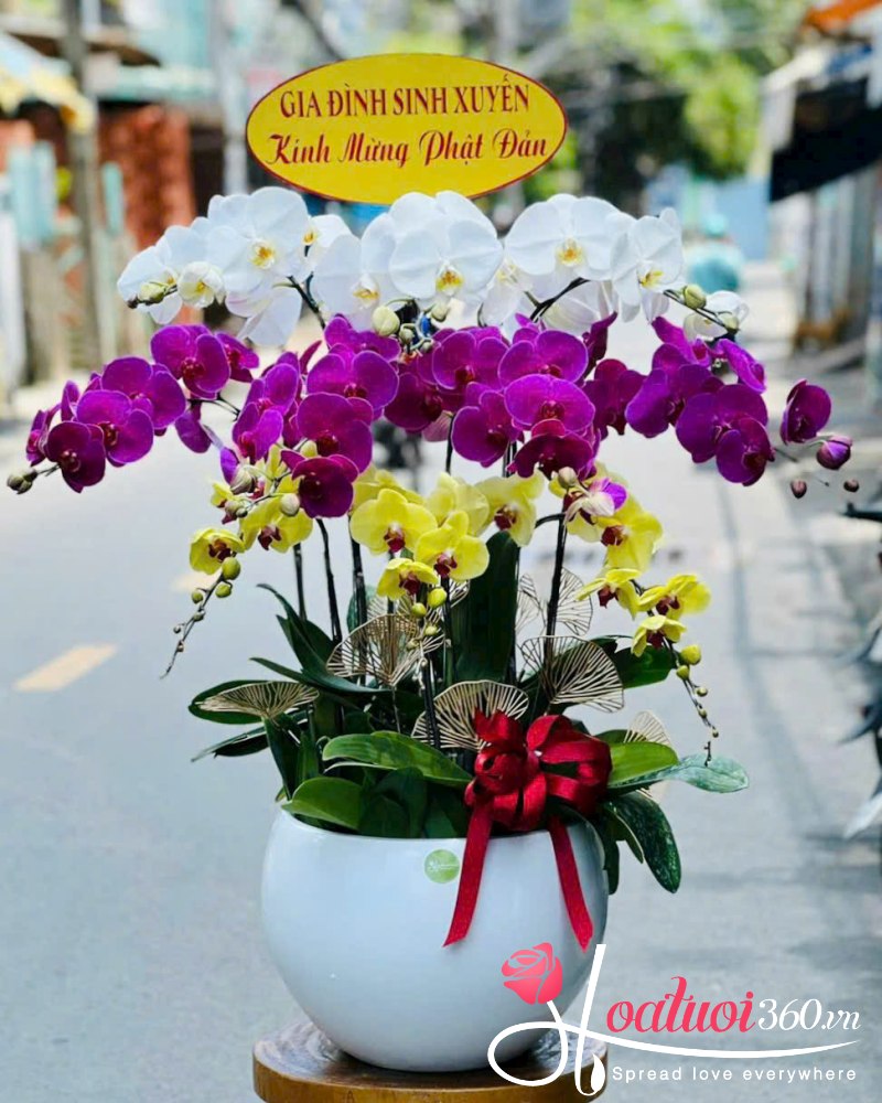 Chậu lan hồ điệp 3 tầng chúc mừng