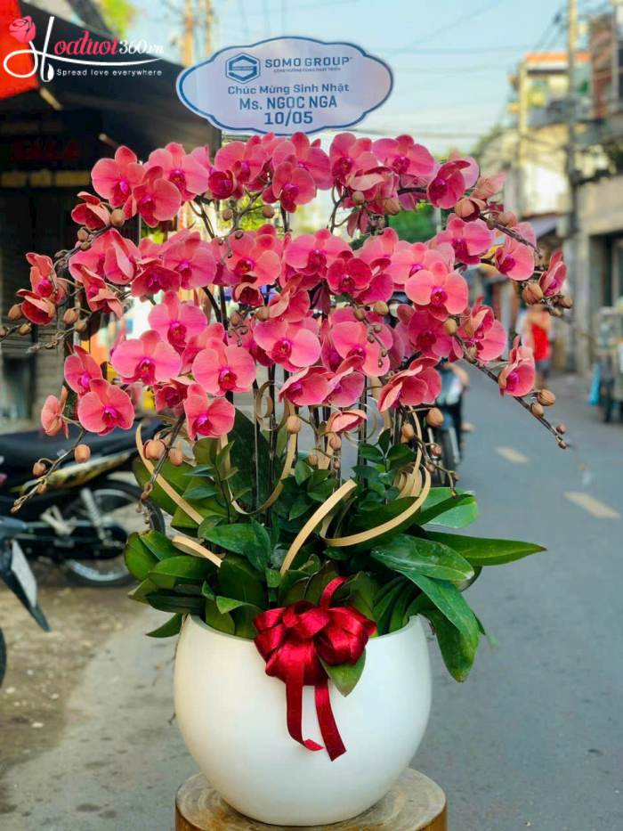 Chậu lan hồ điệp hồng mừng sinh nhật ở Hà Nội