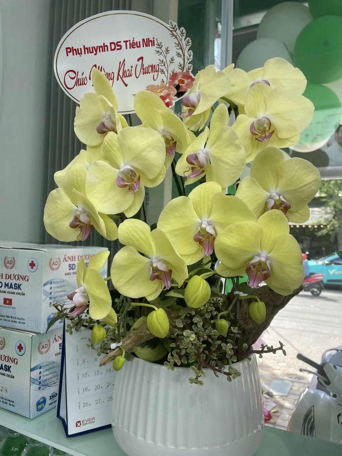 Chậu lan hồ điệp vàng mừng khai trương hiệu thuốc