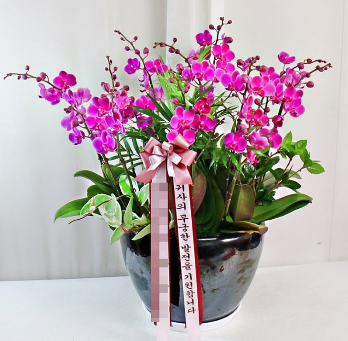 Chậu lan hồ điệp tím mừng khai trương kiểu Hàn Quốc