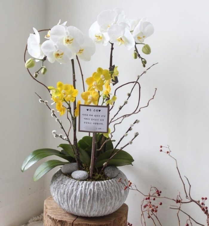 Chậu lan hồ điệp vàng mix lan mokara trắng phong cách Hàn Quốc