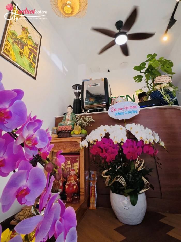 Chọn lan hồ điệp khai trương tiệm cà phê