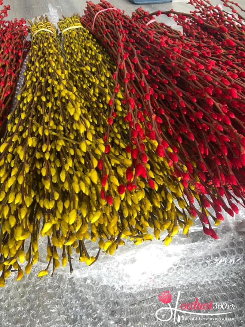 cách chọn nụ tầm xuân cắm hoa