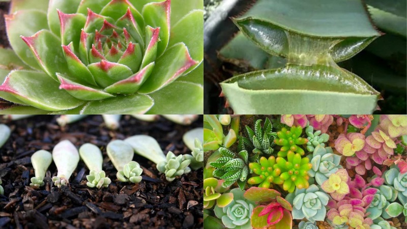 Đặc điểm hình thái của cây sen đá