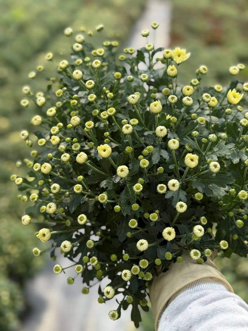 Đặc điểm hình thái của cúc mâm xôi