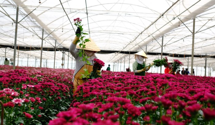 Hoa nội địa - cúc hồng được trồng tại Đà Lạt với màu sắc bắt mắt