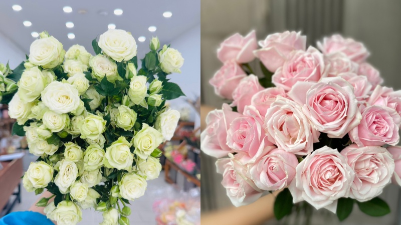 Đặc điểm hình thái hoa hồng tỉ muội