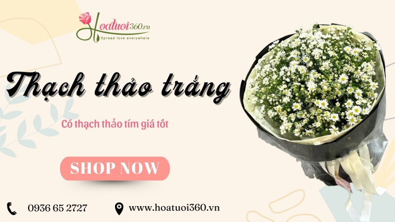 Địa chỉ mua hoa thạch thảo trắng uy tín, giá tốt