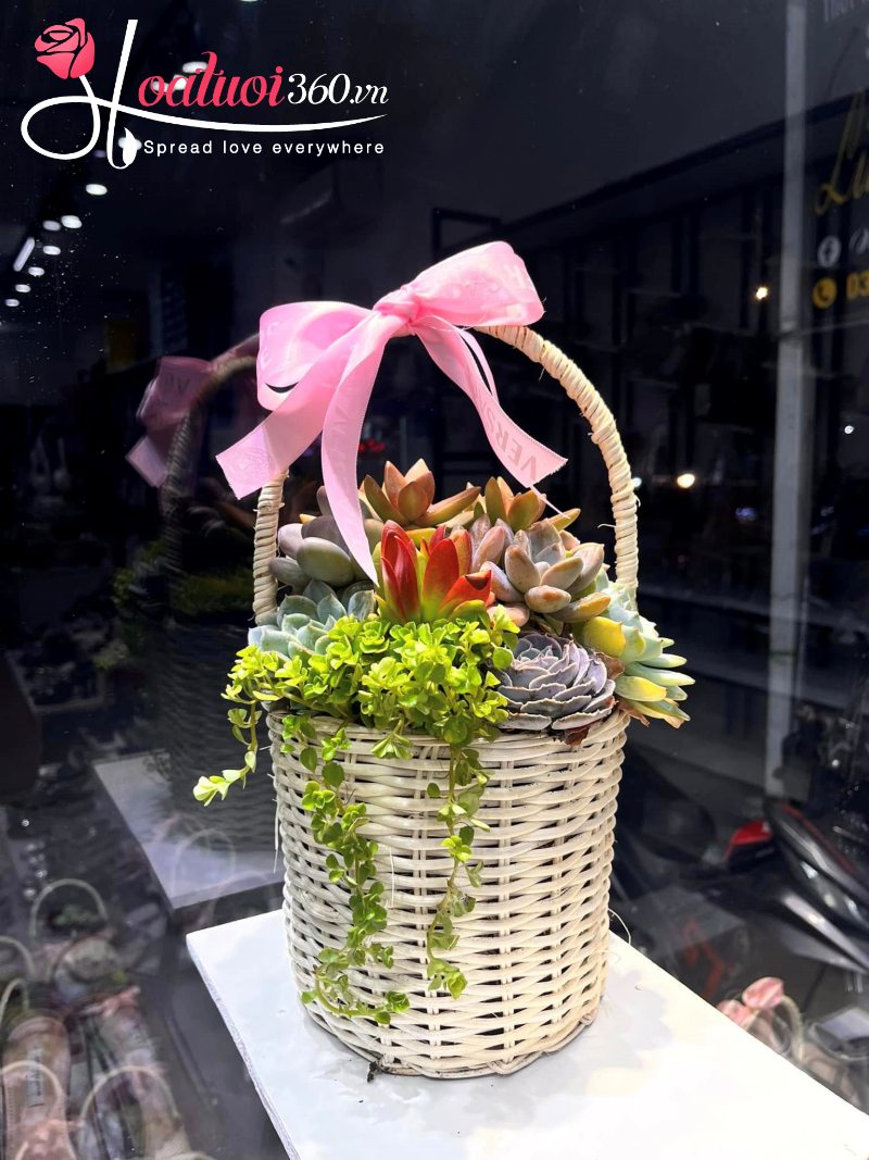 Giỏ sen đá The New Chapter