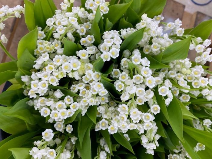 Hoa linh lan hay còn gọi là linh lan, lan chuông, chuông tuyết