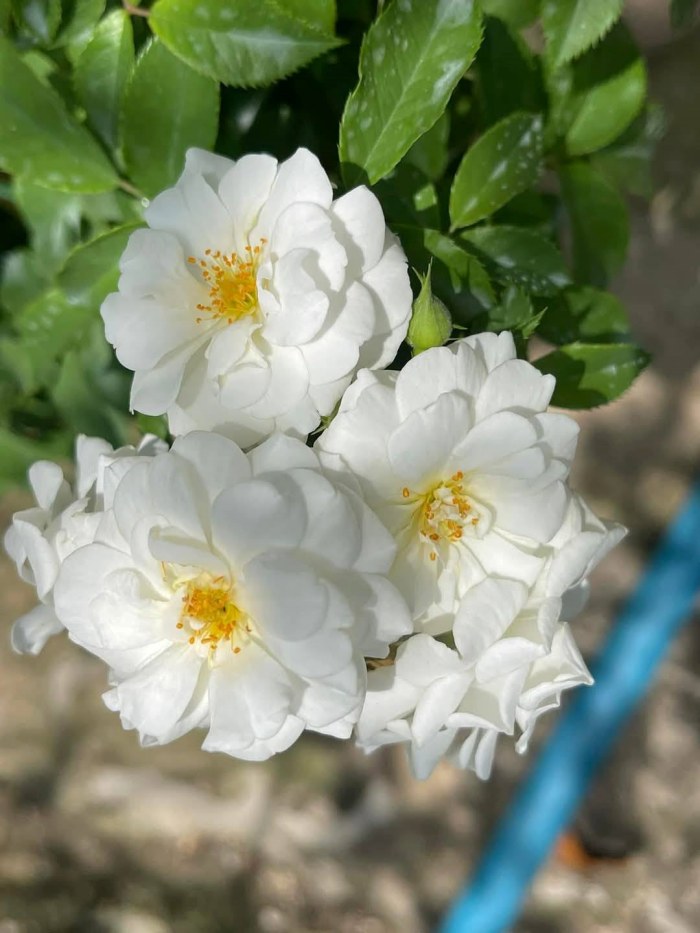 giống hoa hồng leo Ngỗng Tuyết