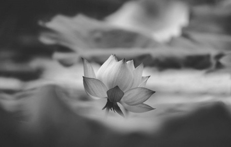 hình ảnh hoa sen trắng đám tang 5