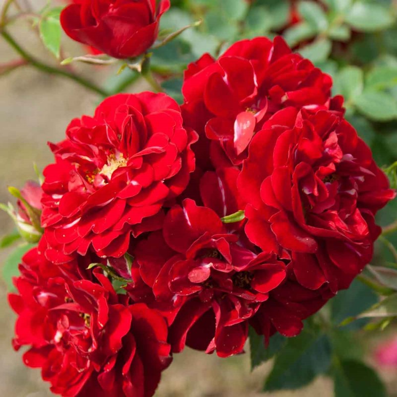 giống hoa hồng leo Red Fairy