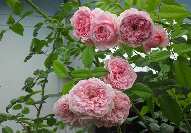 giống hồng leo Spirit of Freedom