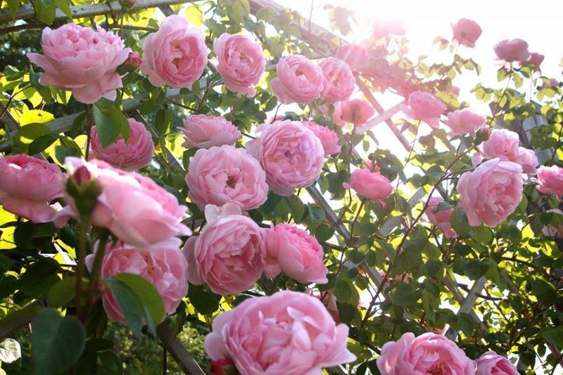 giống hoa hồng leo Tường Vi