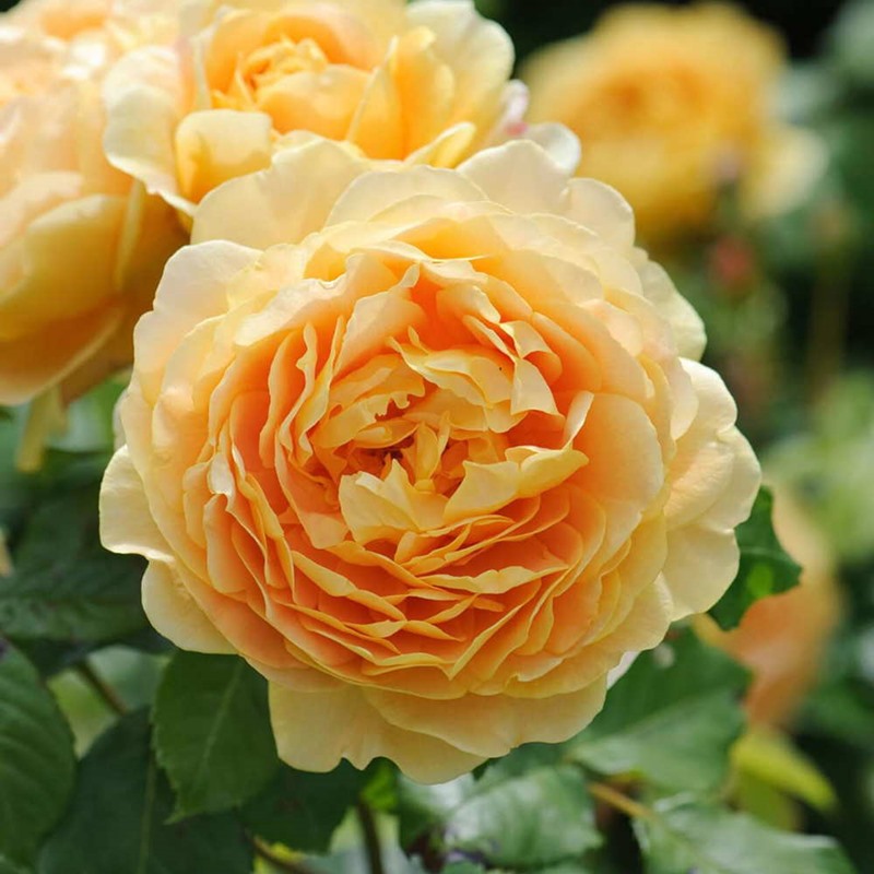 giống hoa hồng leo Golden Celebration