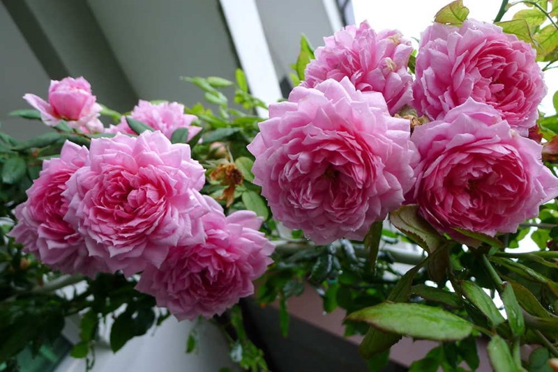 giống hoa hồng leo Huntington