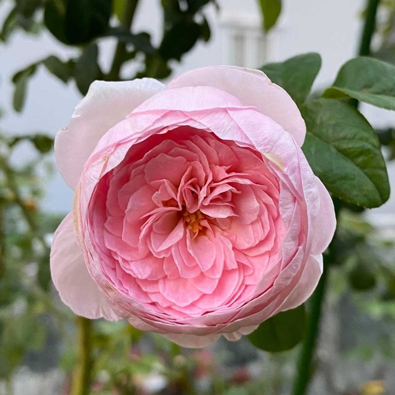 Giống bông hồng leo Mon Coeur