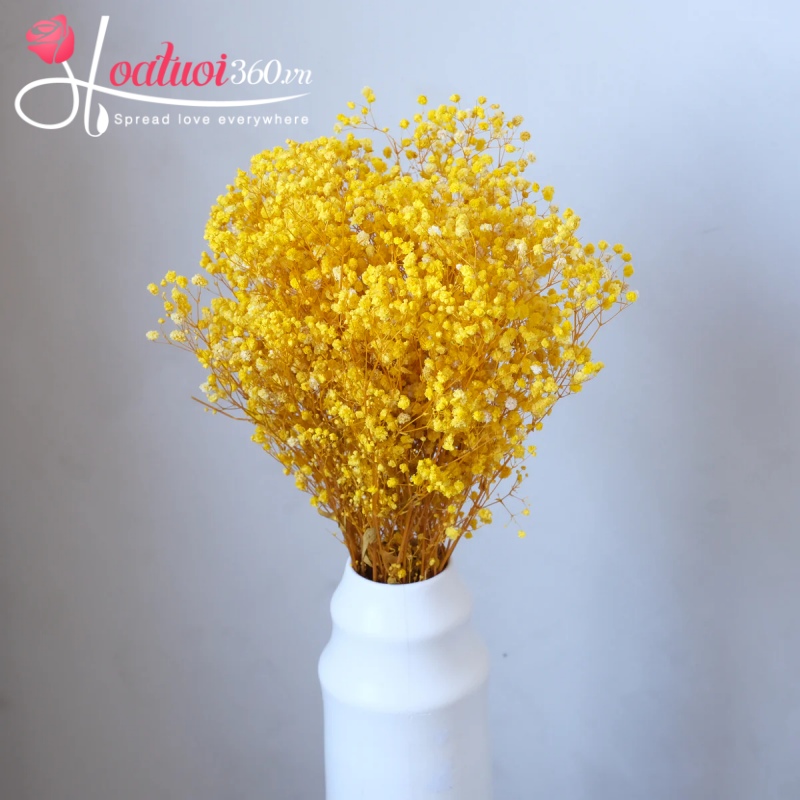 Hình ảnh hoa baby vàng