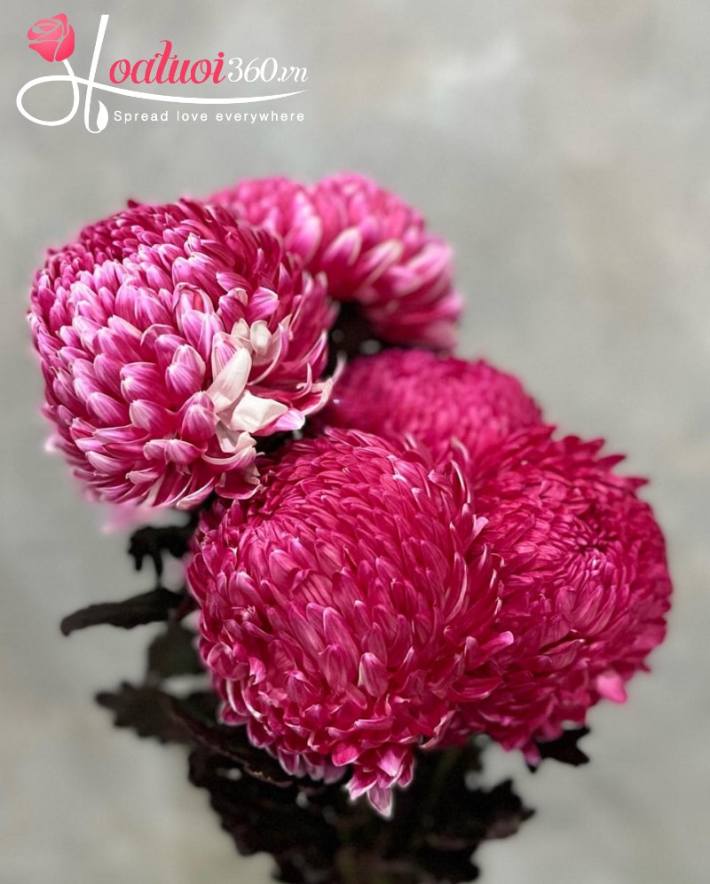 Hình ảnh hoa cúc mẫu đơn đỏ