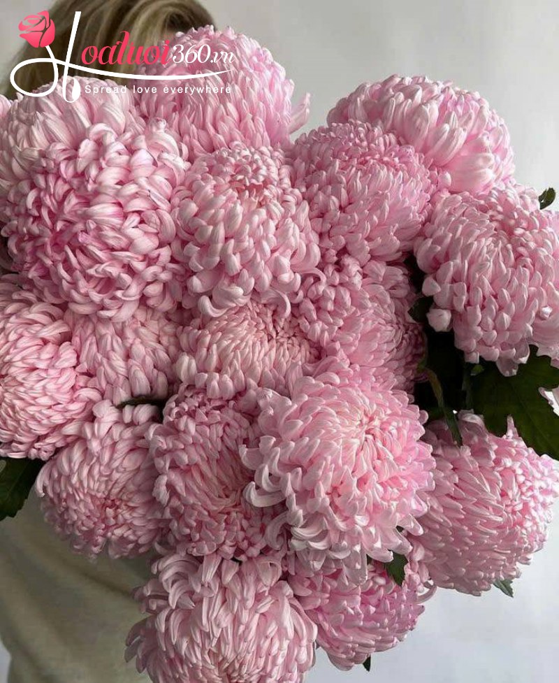 Hình ảnh hoa cúc mẫu đơn hồng