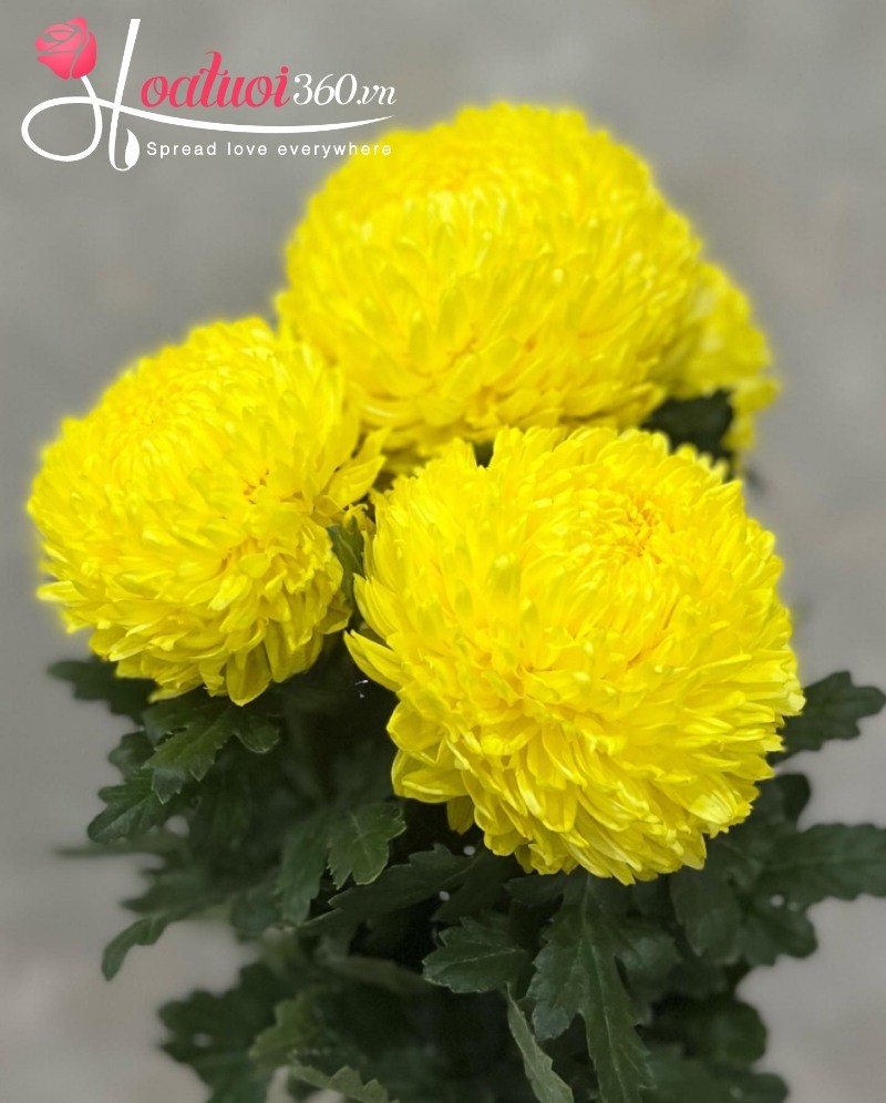 Hình ảnh hoa cúc mẫu đơn vàng