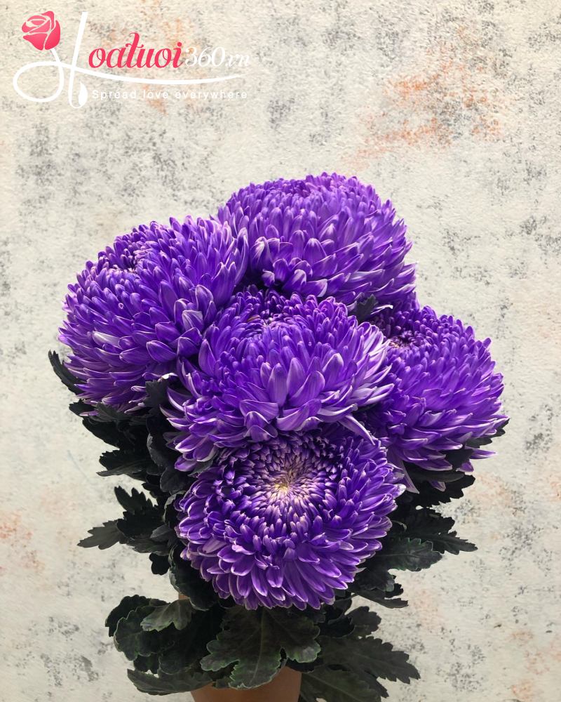 Hình ảnh hoa cúc mẫu đơn tím
