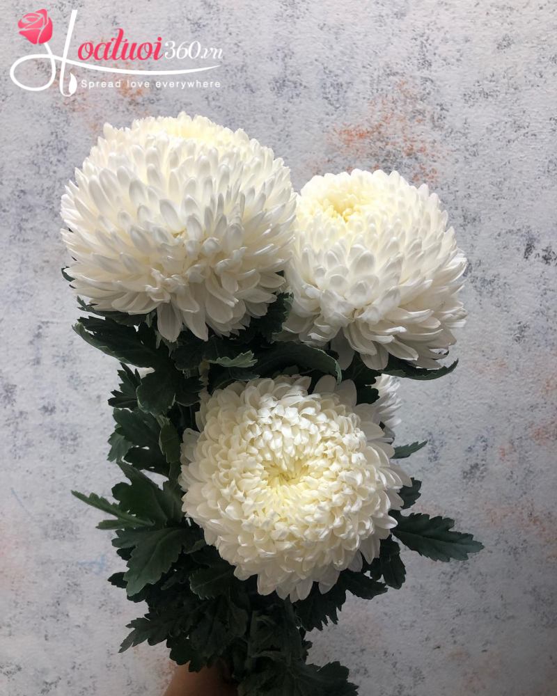 Hình ảnh hoa cúc mẫu đơn trắng