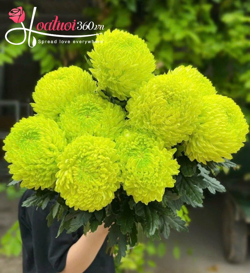 Hình ảnh hoa cúc mẫu đơn xanh