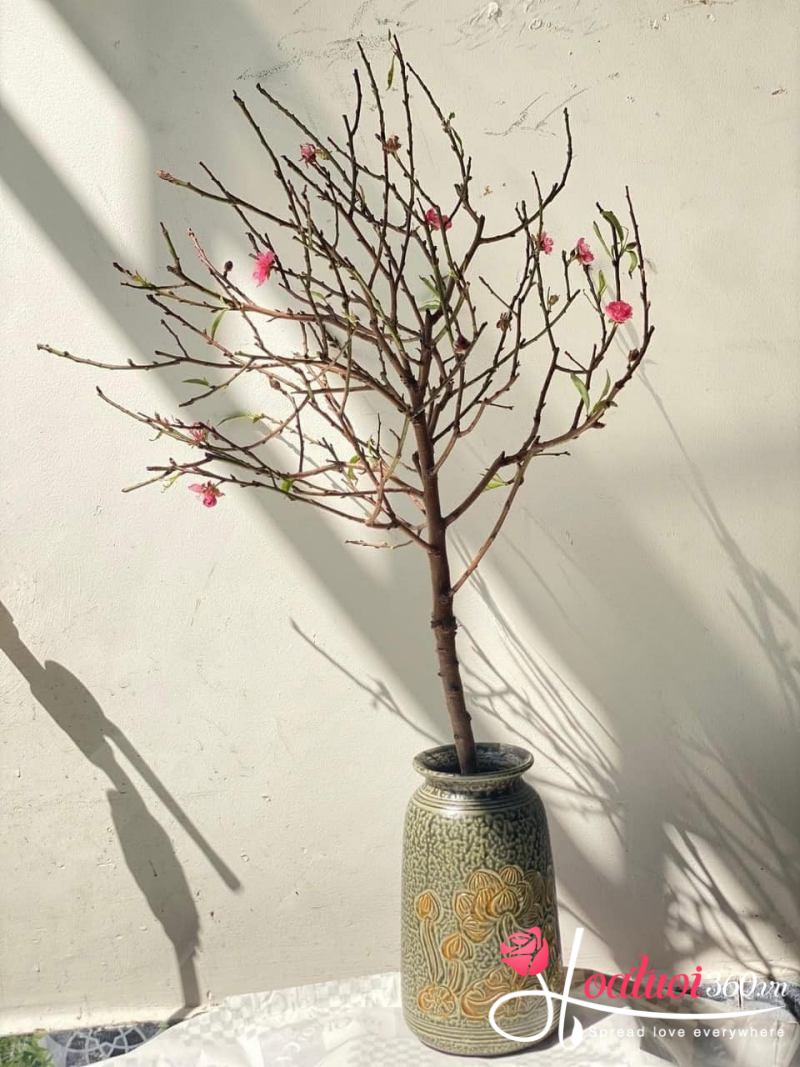 Đào thả bình ngày tết