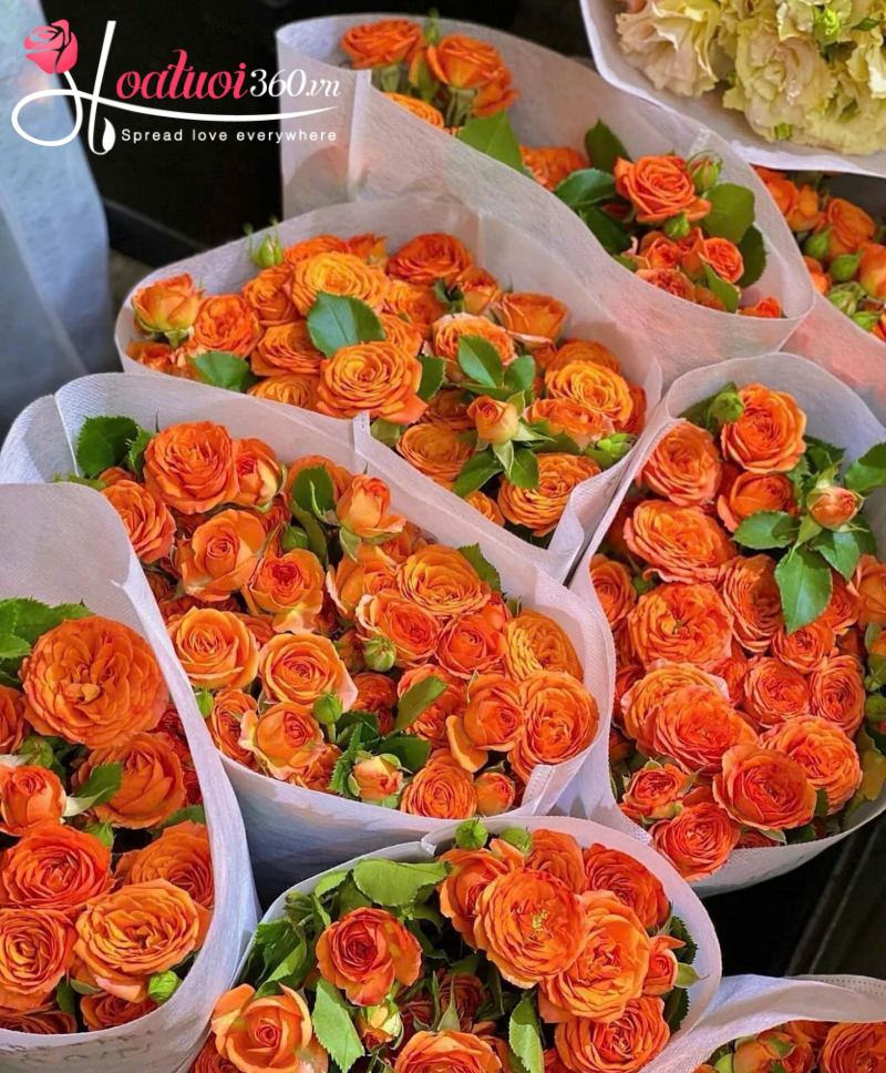 Hoa hồng tỷ muội cam