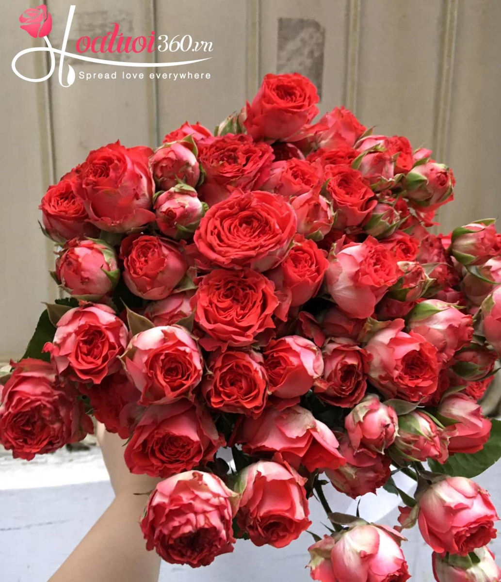 Hoa hồng tỷ muội đỏ