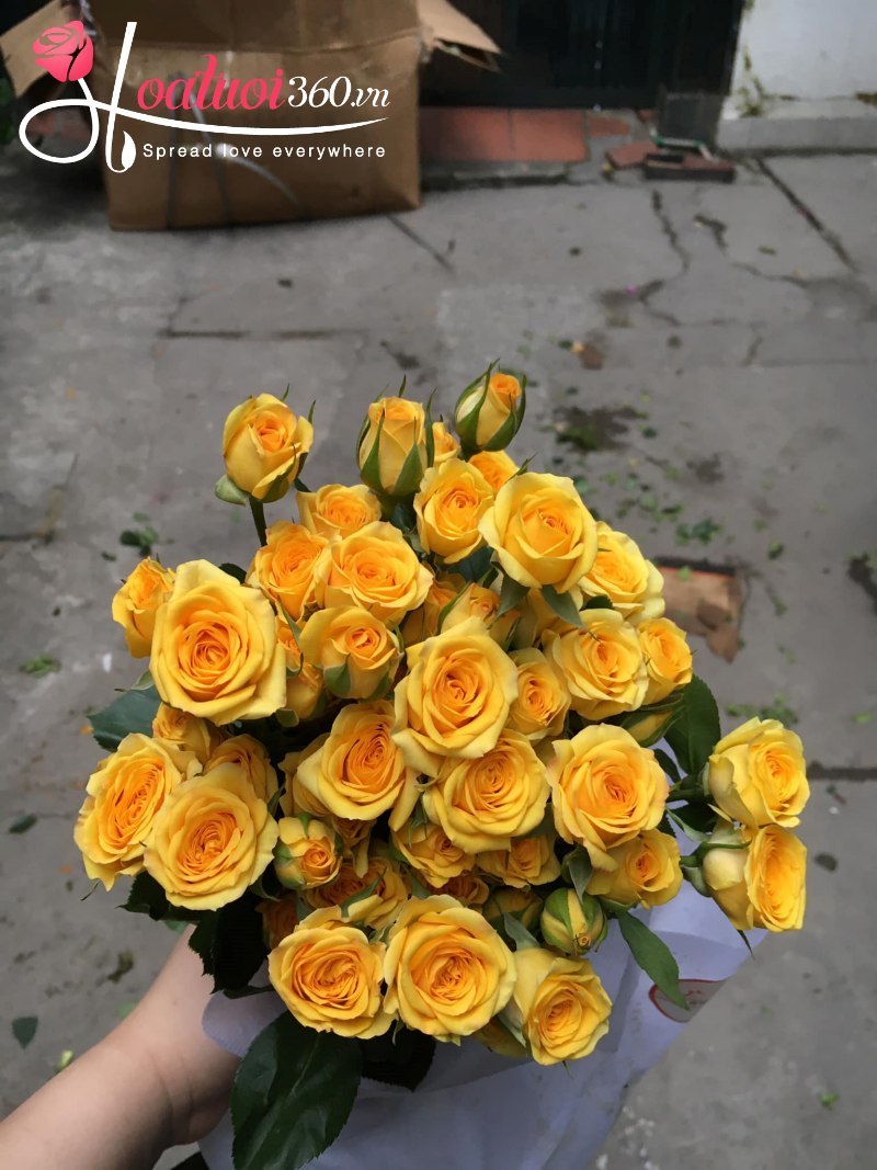 Hoa hồng tỷ muội vàng