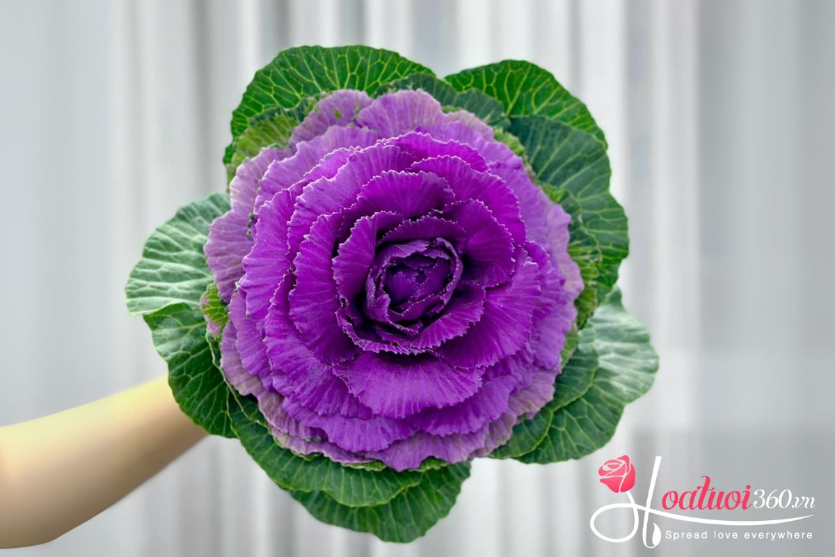 hoa hồng tím bắp cải