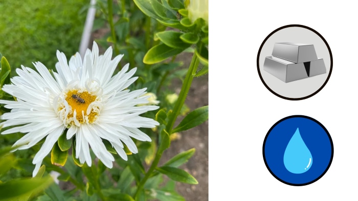 hoa thạch thảo trắng hợp người mệnh kim, mệnh thuỷ