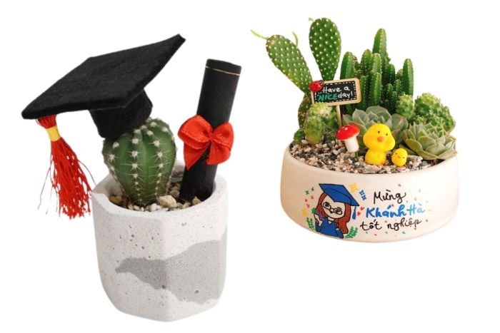 Hoa xương rồng chúc mừng tốt nghiệp