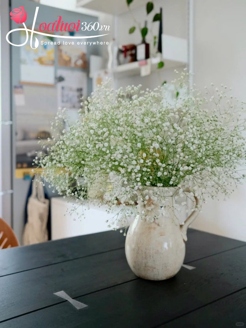 Tổng quan về loài hoa baby