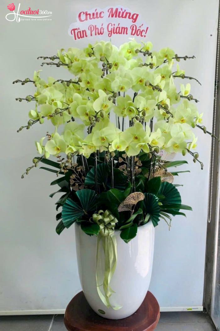 Chậu lan hồ điệp vàng phường Tân Sơn Hoà TPHCM