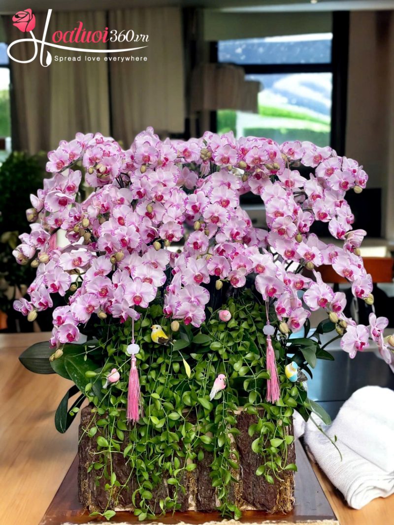 Lẵng hoa lan hồ điệp mini chúc mừng khởi công