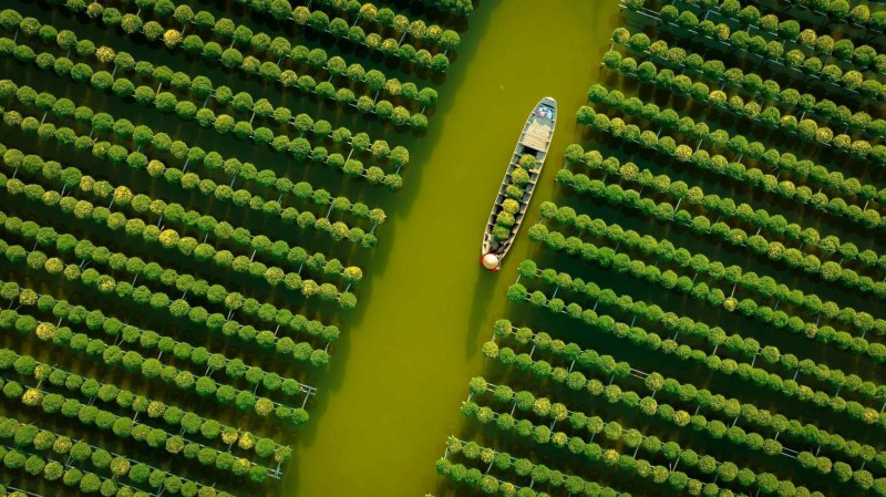 Tìm hiểu về hoa cúc mâm xôi